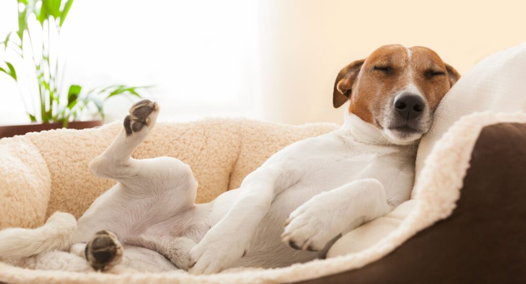 Dog on couch
