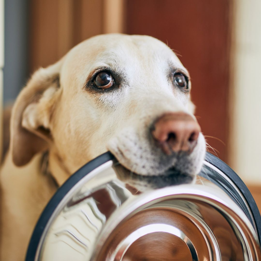 Dog with dish