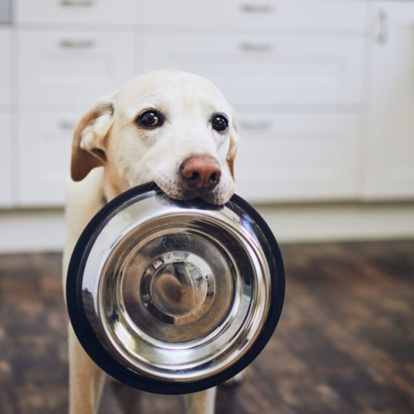 dog with food bowl
