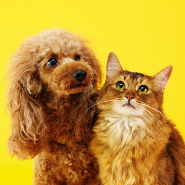 dog and cat
