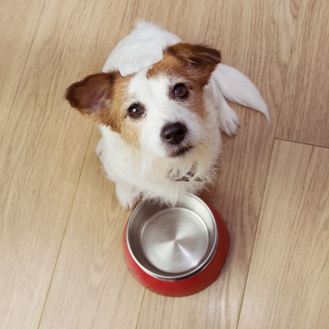 Grain-Free Dog Food