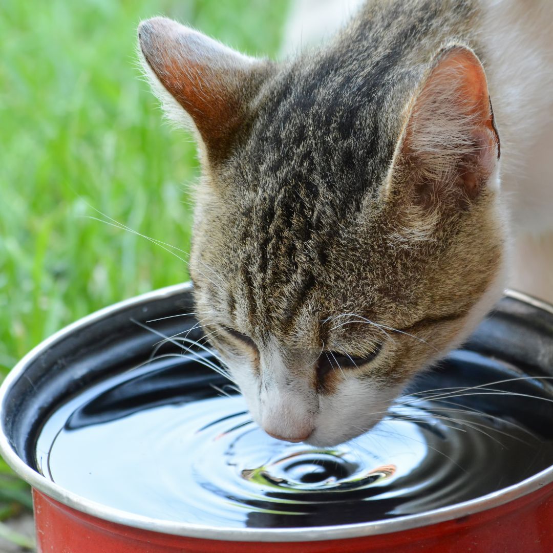 a cat drinks water from a bowl