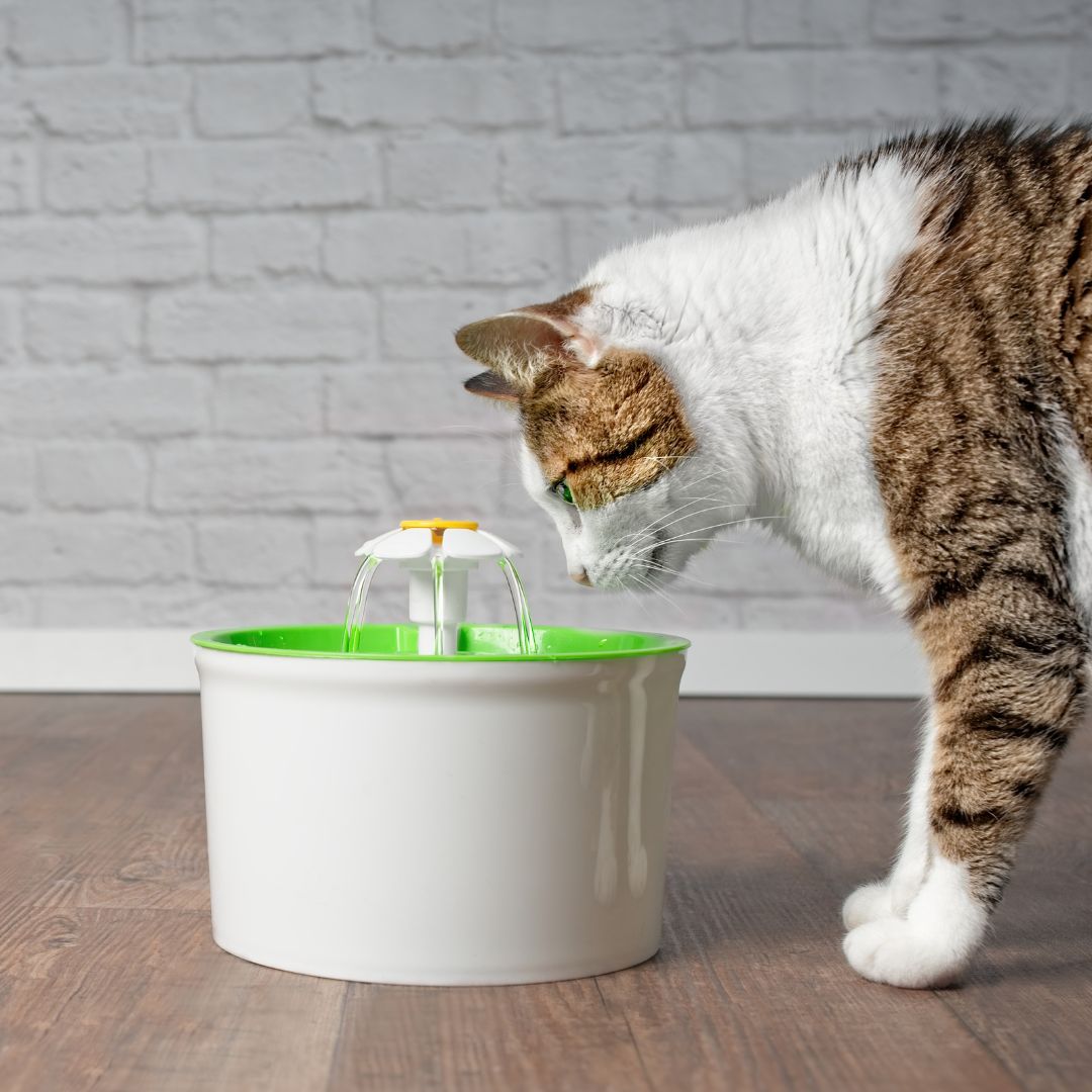 a cat drinks water from a water fountain