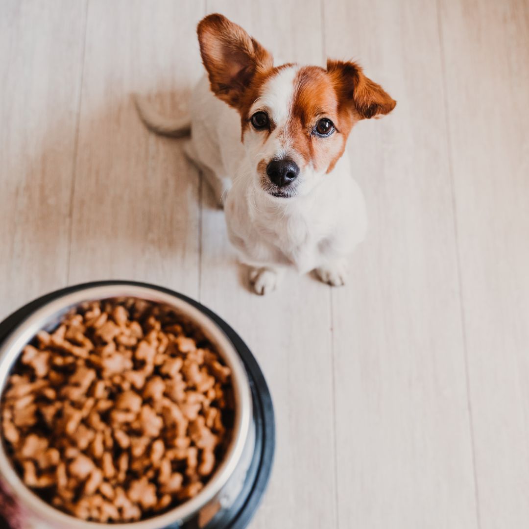 puppy with food