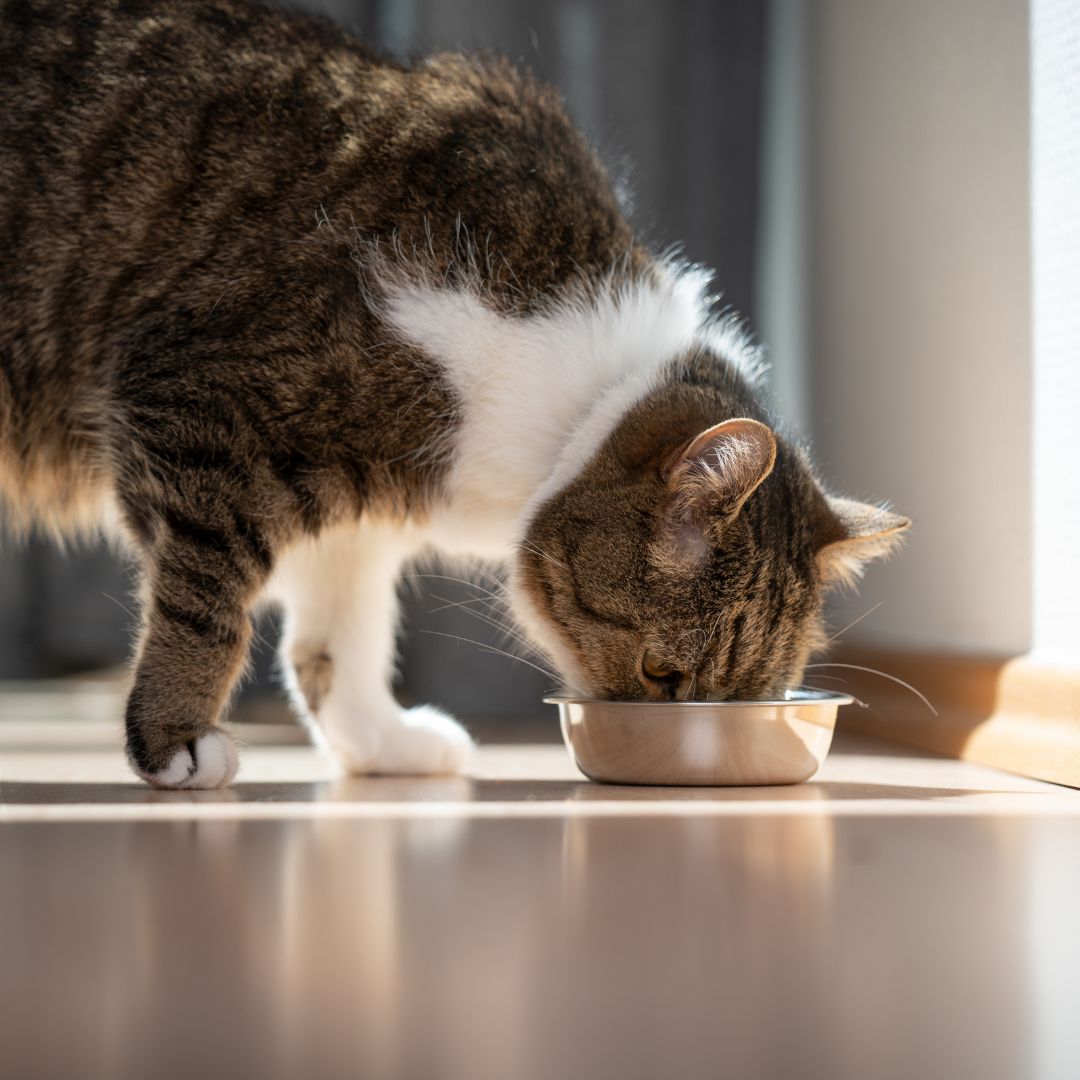A cat eats out of a bowl