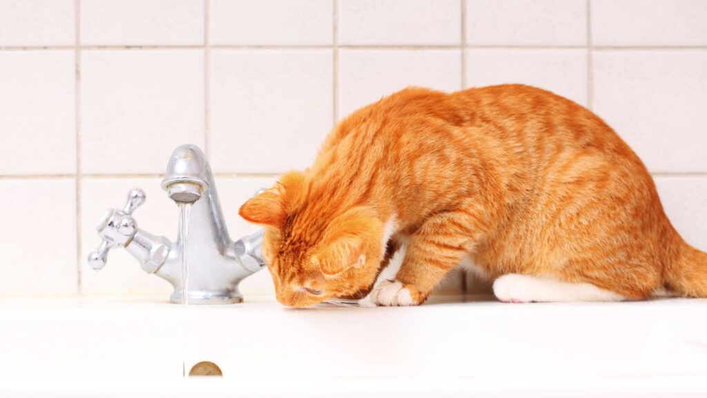 a cat drinks water from a sink faucet