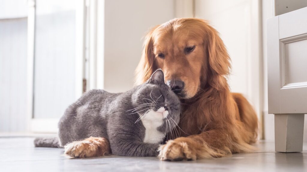 dog and cat cuddling
