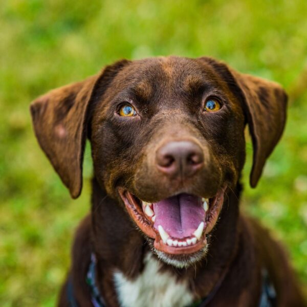 dog with big smile