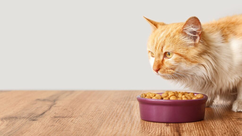 cat eating out of bowl