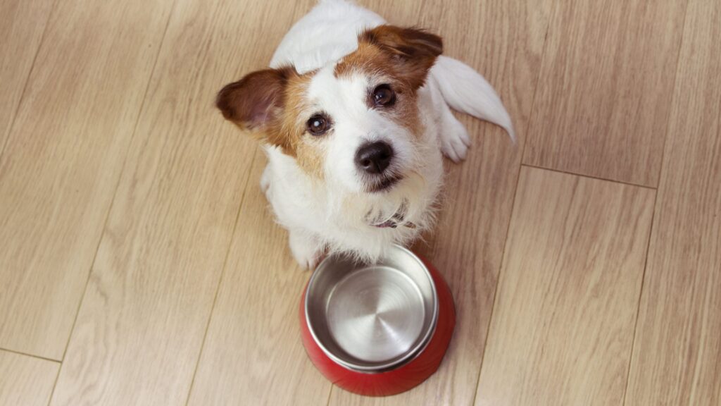 dog waiting for food bowl to be filled