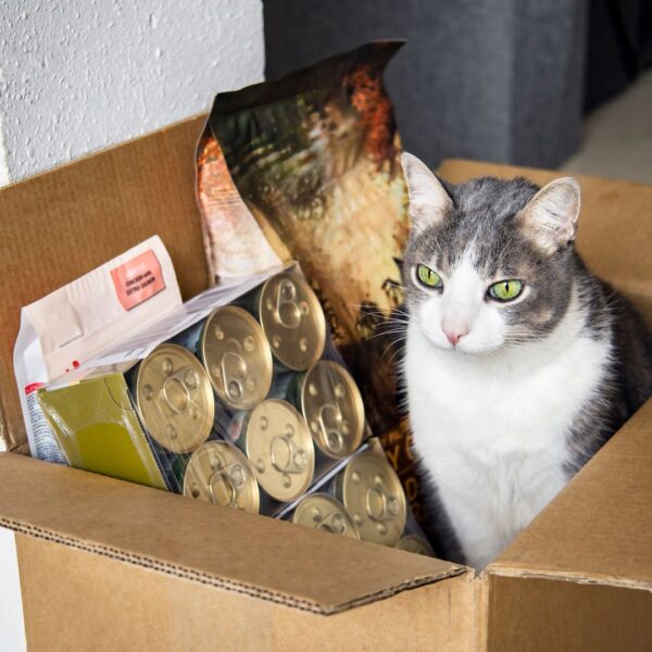 cat sitting in box with cat food