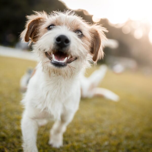 dog running in field