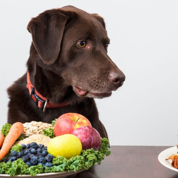 dog with plate of veggies