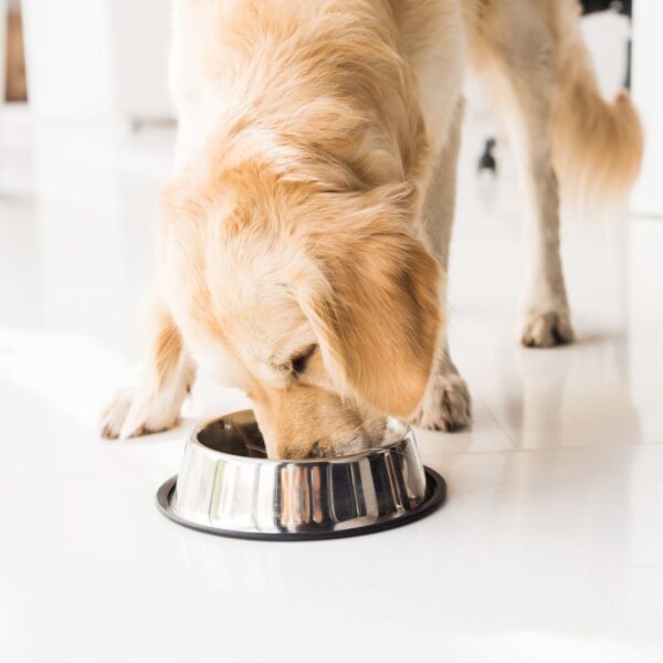 dog eating bowl of food