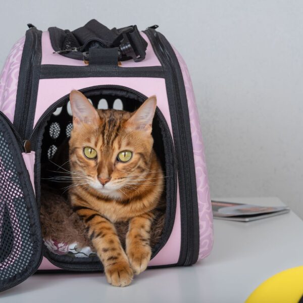 a cat in a carrier