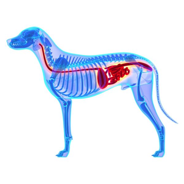A dog x-ray of their digestive system