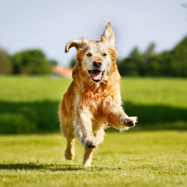 a golden retriever running