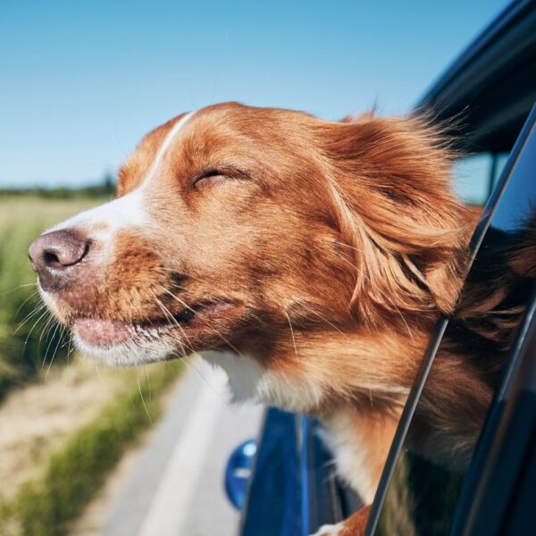 a dog leaning out of a window