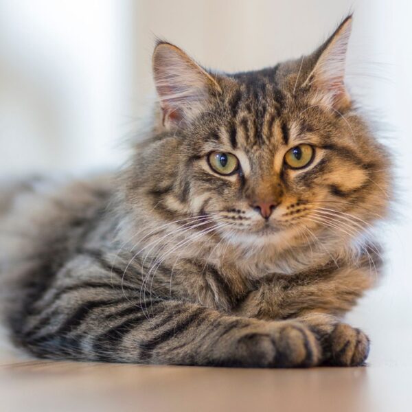 a main coon cat with a shiny coat