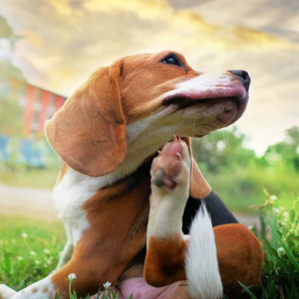 a dog scratching an itch