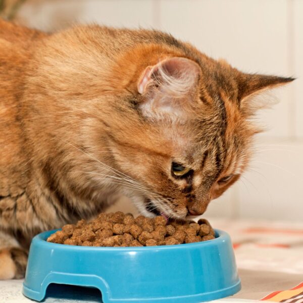 What Is the Best Diet for Indoor Cats? Learn Now