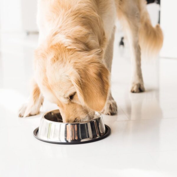 dog eating kibble