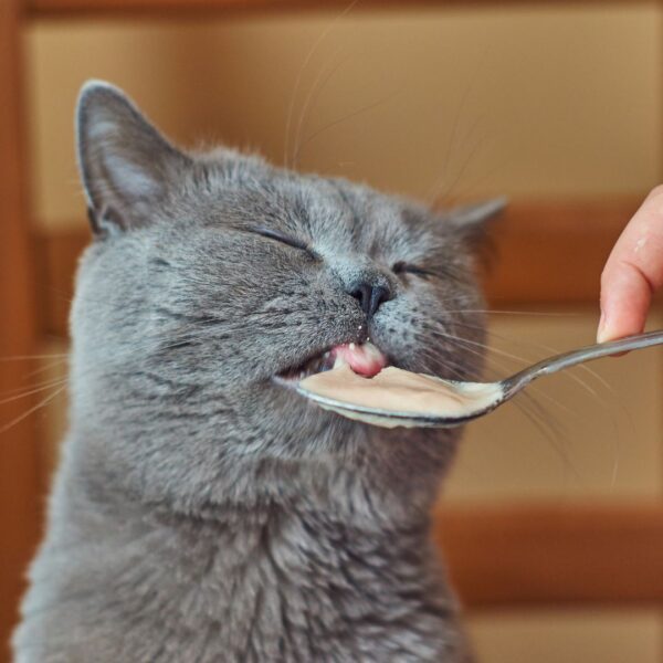 Cat eating a spoon of wet food