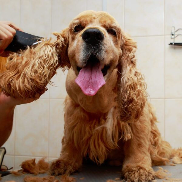 dog being groomed