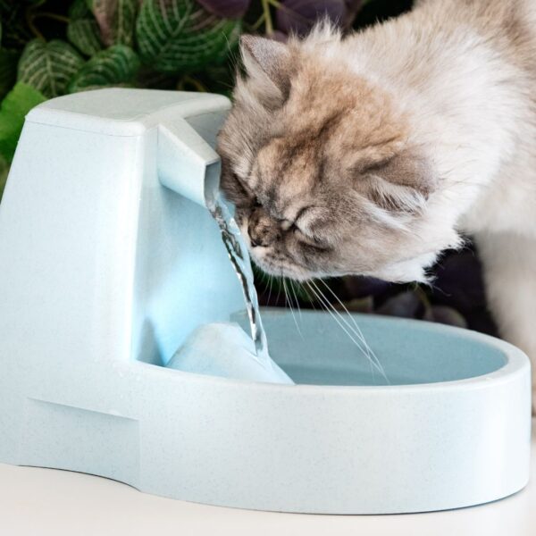 cat drinking water