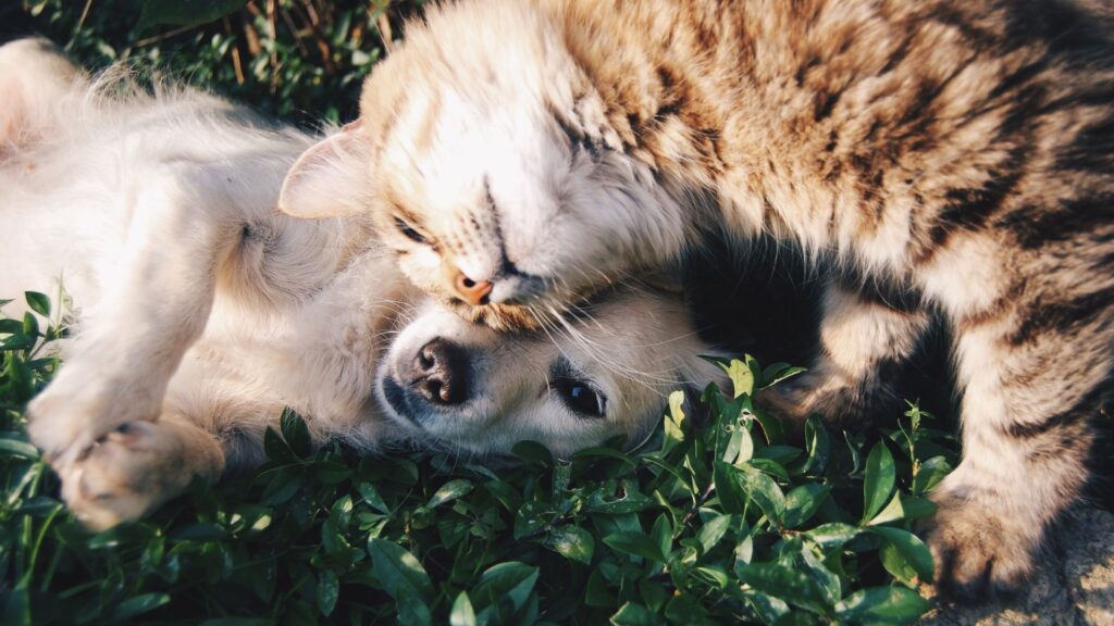 cat and dog cuddling