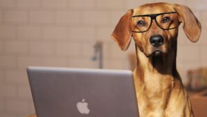 dog wearing glasses at computer