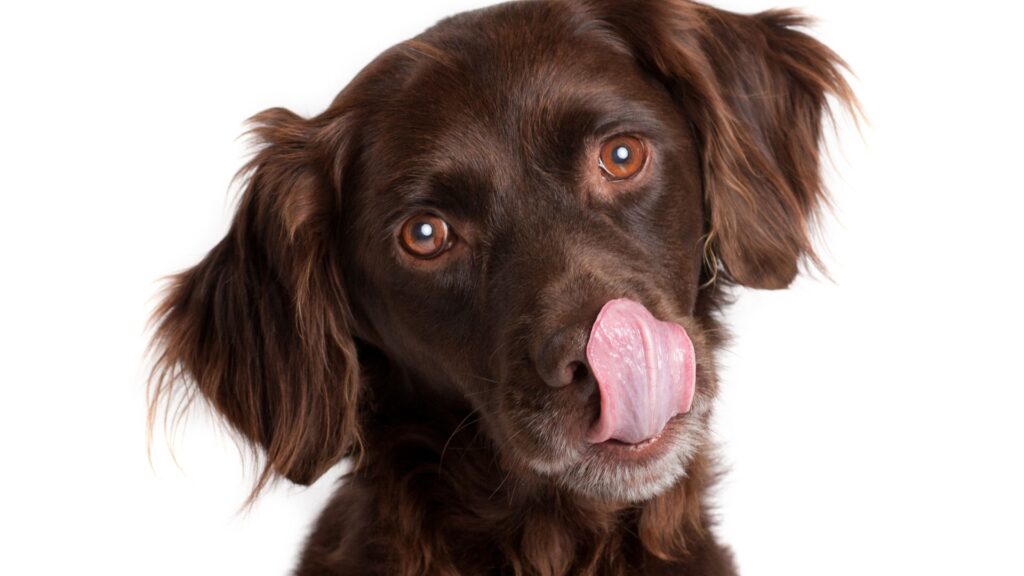 dog licking lips