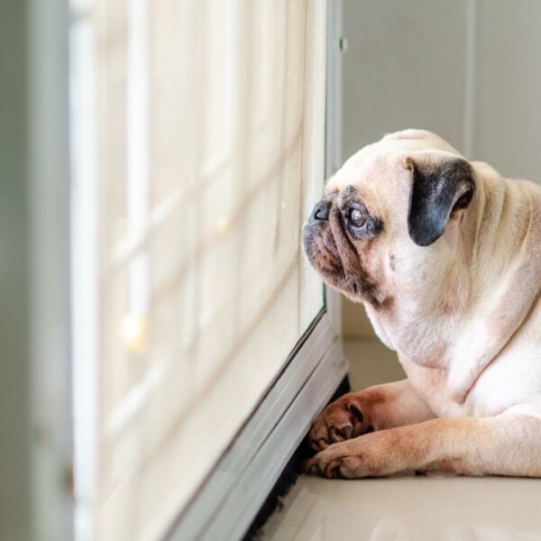 pug looking out the door waiting on delivery