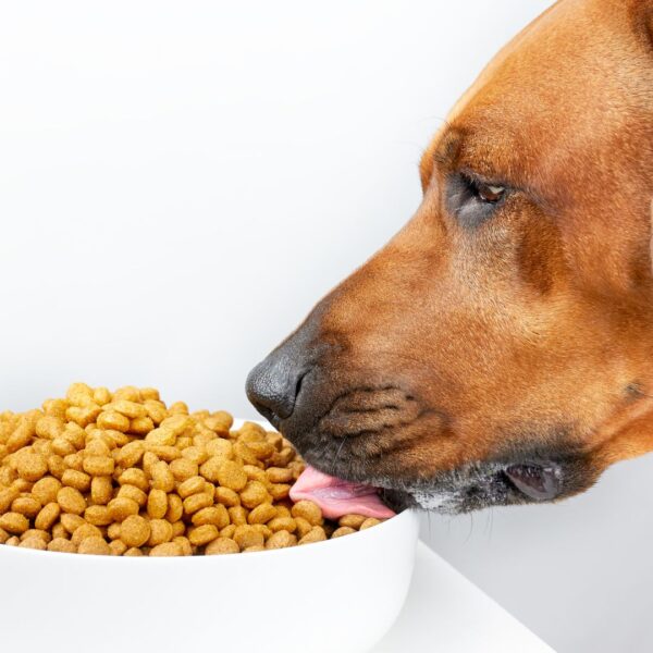 dog licking up kibble food