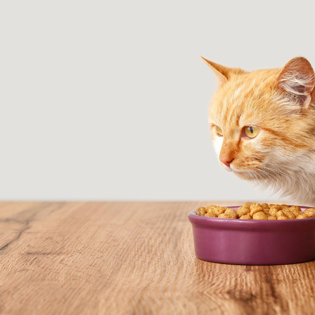 Dry Cat Food Contact Verus Pet Foods