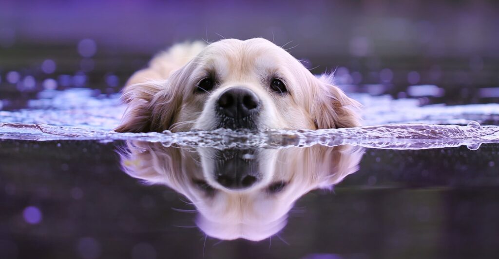 dog swimming