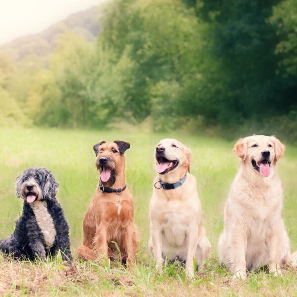 happy dogs sitting in a line in a field