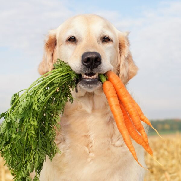 dog carrying carrots