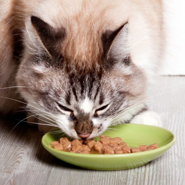 cat eating wet food