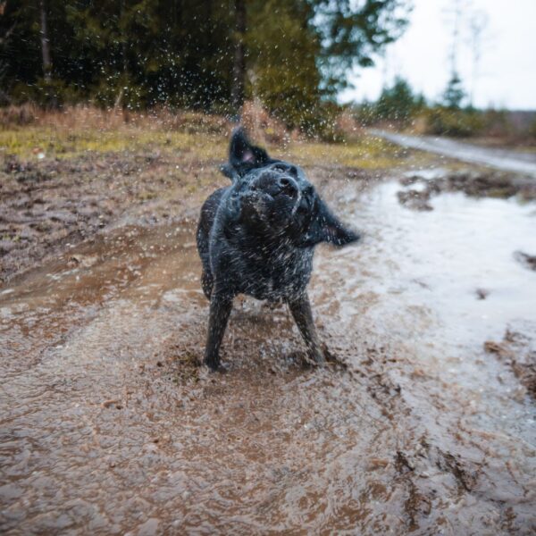 dog shaking after swimming