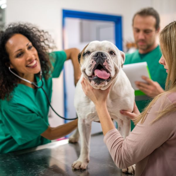 Bulldog at the vet with staff