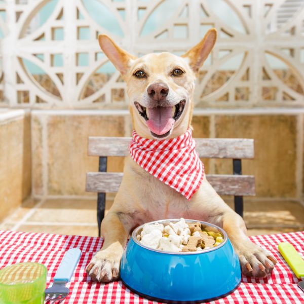 Happy dog with food bowl at the table