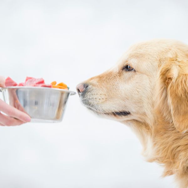 Dog sniffing a bowl of food