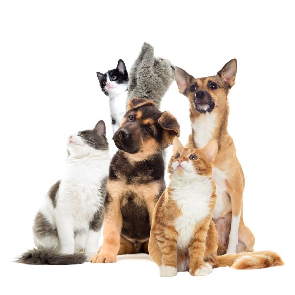 Group of dogs and cats sitting together
