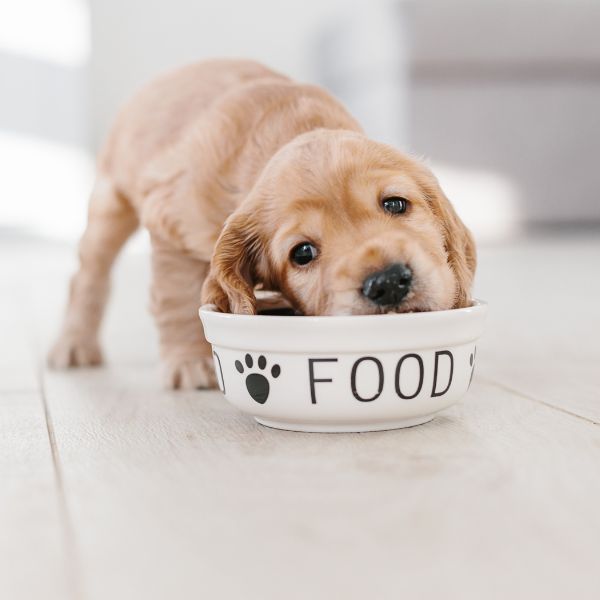 Puppy eating from a food bowl