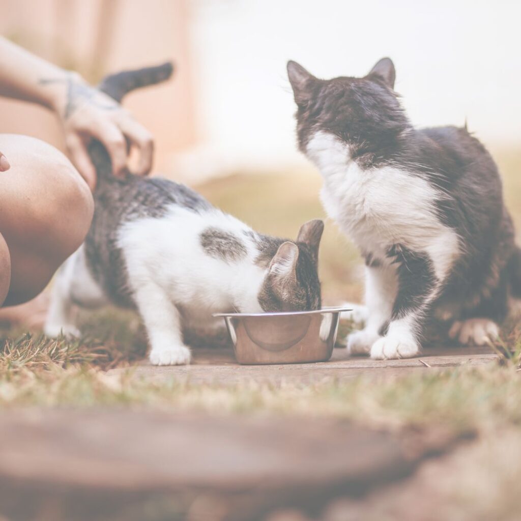 Pet Food Military Discounts V RUS Pet Foods pet-food-military-discounts-v-rus-pet-foods