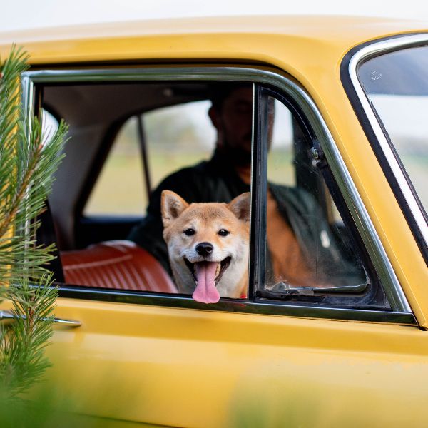 dog in car