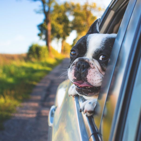 dog going for a ride