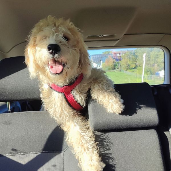 dog in car