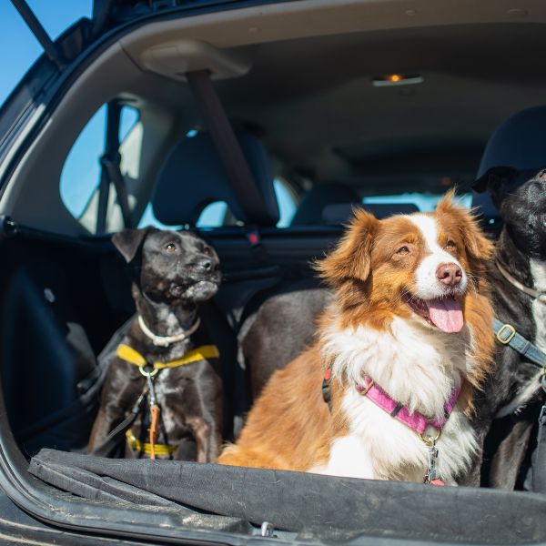 dogs in car with seatbelts